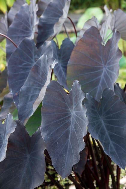 Colocasia 'Black Magic'. Sus hojas grandes, de un color surrealista, son el centro de cualquier composición en suelos muy húmedos.