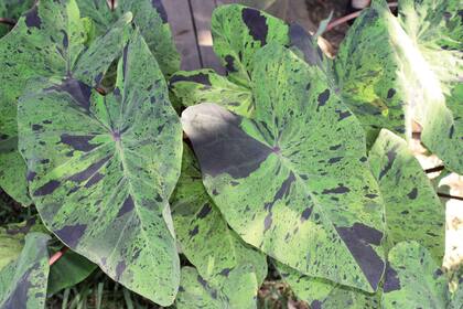 Colocasia esculenta, cultivar ‘Mojito’: se ha popularizado para bordes de estanques y lagunas. Con una belleza exótica, es alta y erguida, con grandes hojas abigarradas que tienen irregulares manchas negras o púrpuras oscuras.