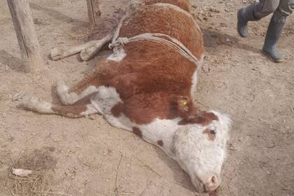 Colón perdió al menos 50 vacas