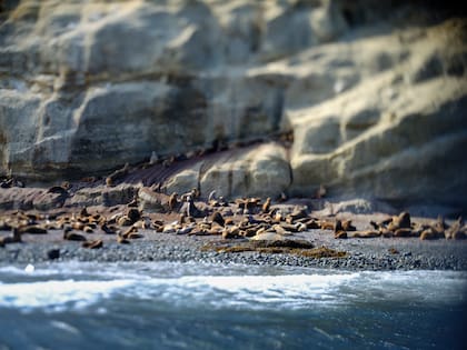 Colonia de lobos marinos en Isla Magdalena