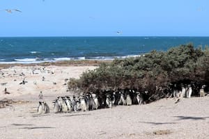 Buena noticia para la naturaleza, aumenta la población de pingüinos de Magallanes en la costa argentina