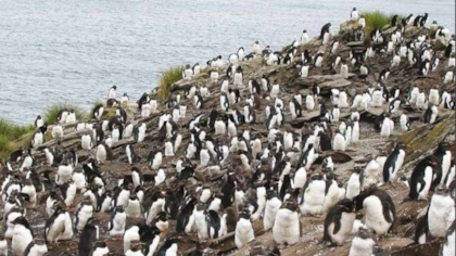 Colonia de pingüinos de penacho amarillo
