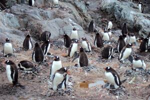 Científicos hallaron microplásticos en la dieta de los pingüinos de la Antártida