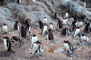 Colonia de pingüinos de vincha antártico