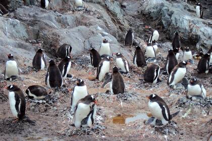 Colonia de pingüinos de vincha. Son fácilmente identificable por su parche blanco en la parte alta de la cabeza detrás de los ojos