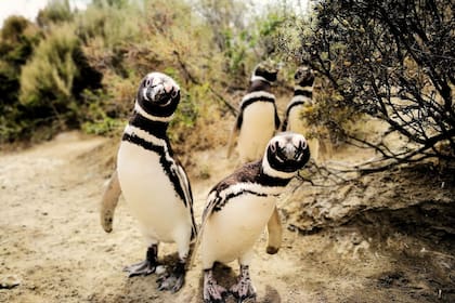 Colonia de pingüinos en Punta Ninfa, El Pedral.