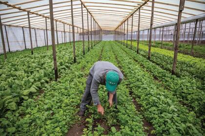 Colonia Jáuregui, donde cultivar es mucho más que producir alimento. 