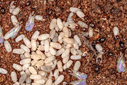 Colonia de hormigas adultas