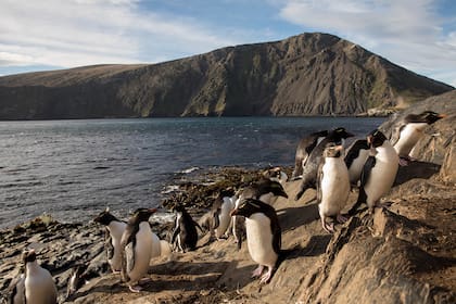 Colonias de pingüinos de penacho amarillo en Bahía Franklin