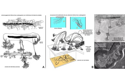 Colonias de Seirocrinus subangularis, crinoide del Jurásico