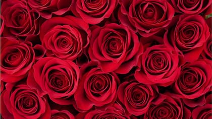 Color del romance, la primacía del rojo tiene un claro propósito evolutivo.