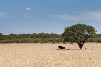 Colores clásicos de La Pampa.