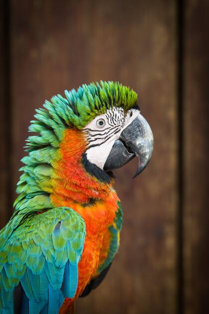 Colorido loro en Punta Cana.