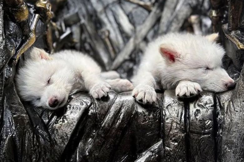 colossal-biosciences-anuncio-el-nacimiento-de-3COYKBTSQJADNB5TYNTUMONBEM