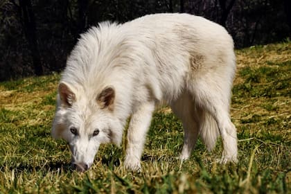 Colossal Biosciences anunció el nacimiento de cachorros con características genéticas del “lobo terrible” (Canis dirus), una especie extinta hace más de 10.000 años