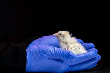 Colossal Biosciences asegura que la eclosión de los pollitos con cáscaras artificiales es un paso hacia la desextinción del dodo y el moa