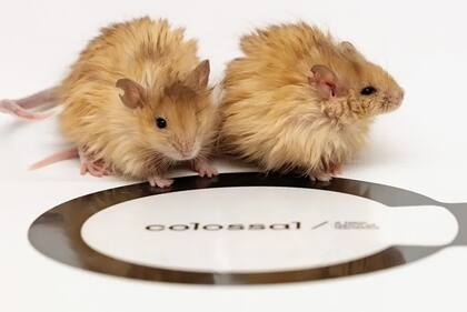 La empresa estadounidense Colossal hizo hoy el anuncio