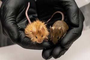 Colossal; Ratón lanudo; mamut lanudo; genética; Sociedad; Colossal Biosciences