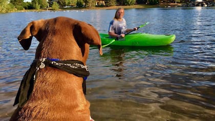 Colt, el perro de servicio que acompaña y protege Janaye Kearns