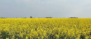 En la Argentina ya hay 70.000 hectáreas con tres cultivos que sirven para hacer energía