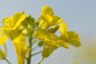 Ya se siembran 70.000 hectáreas con tres cultivos que revolucionarán la energía