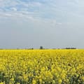 El supercultivo con mejores márgenes que el trigo y que tiene menos gastos