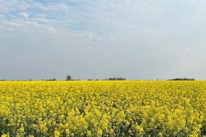 El supercultivo con mejores márgenes que el trigo y que tiene menos gastos