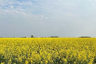 El supercultivo con mejores márgenes que el trigo y que tiene menos gastos