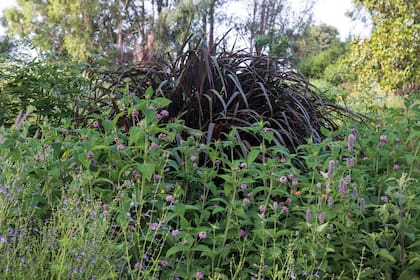 Combinacion de Pennisetum purpureum ‘Majestic’, Lantana trifolia y Agastache foeniculum.