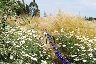 Buenas combinaciones: qué plantas asociar para potenciar los canteros