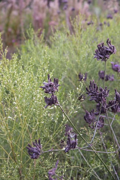 Combinada con gramíneas de espigas claras, la Verbena bonariensis genera escenas livianas y muy ricas en matices