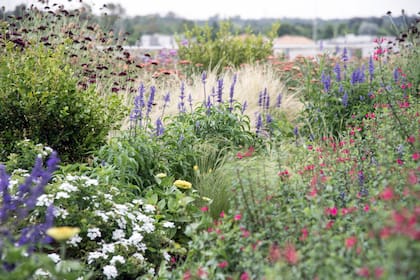 Combinar especies perennes y caducas, entender el lugar y pensar en el largo plazo permite crear jardines atractivos, sostenibles y llenos de vida