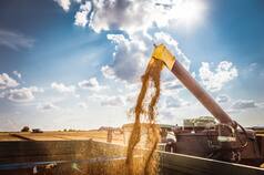 El trigo terminó la semana con alzas en torno del 10% en Chicago y del 11% en Kansas