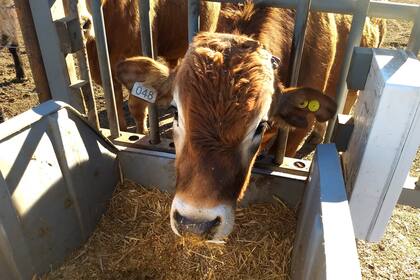 Comederos del corral