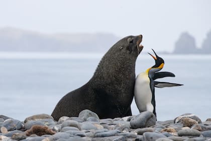 Metete con uno de tu tamaño!
