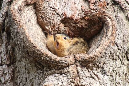 Bellotaaas!! Quién quiere bellotas?
