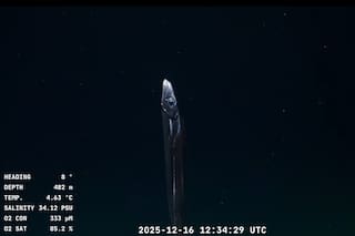 Anémonas, bolitas flotantes y “cohetes marinos”, las primeras sorpresas de la nueva expedición del Falkor (too)