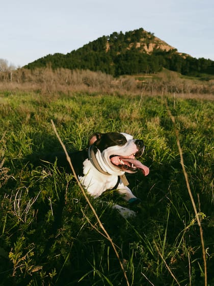 Comer pasto no siempre es inofensivo: en algunos casos, puede señalar un malestar digestivo, ansiedad o una dieta deficiente