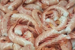 Brasil levantó las barreras de ingreso al langostino patagónico