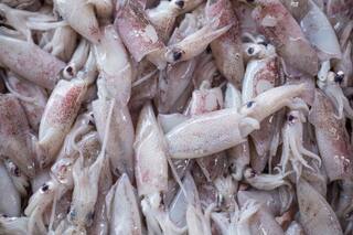 Pesca ilegal. Alertan por la presencia de buques extranjeros en mar argentino