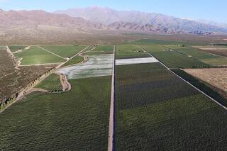 Bodega for export: tras el mercado africano y Medio Oriente