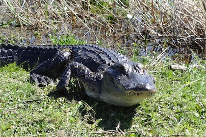 Comienza la temporada de caza de caimanes en Florida