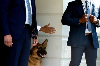 Commander, el perro del presidente Joe Biden, observa mientras el mandatario sube al Marine One en el jardín sur de la Casa Blanca en Washington. (Foto de Stefani Reynolds / AFP)