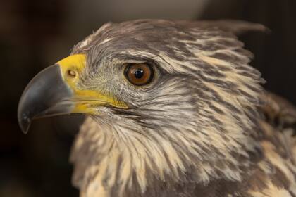 Como a todas las rapaces, el pico y las garras de las águilas coronadas crecen de forma constante durante toda su vida