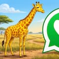 Cómo activar el “modo jirafa amarilla” en WhatsApp