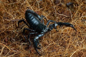 ¿Cómo ahuyentar alacranes de forma segura y natural? Guía de remedios caseros efectivos