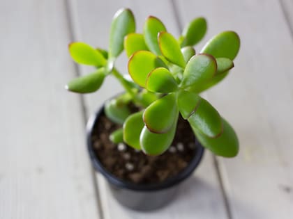 Cómo atraer la abundancia al hogar con el árbol de jade