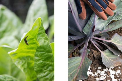 Como barrera física para los moluscos se puede utilizar tanto cáscaras de huevo como aserrín.