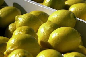 Limones: EE.UU. ya es el segundo mercado individual y prevén más exportaciones