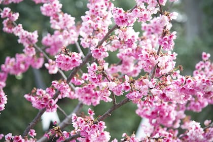Como cada año, los ejemplares del Jardín Japonés de Buenos Aires florecen en julio y permanecen en flor hasta agosto.
